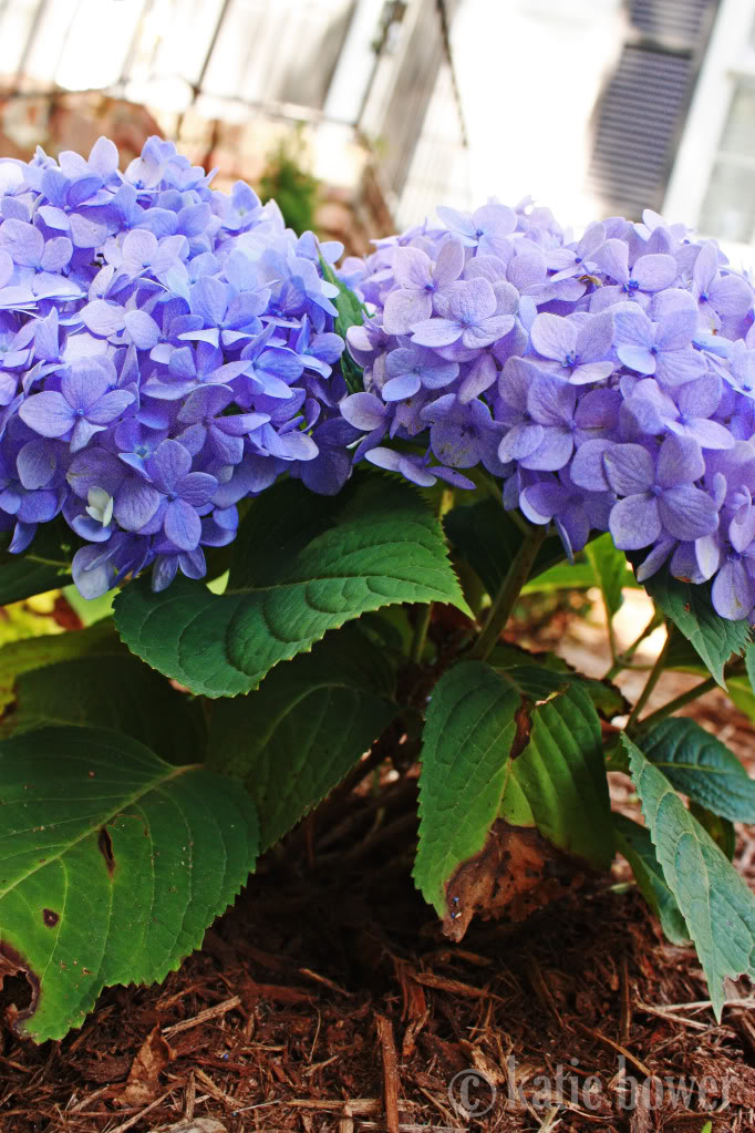 First Flowers