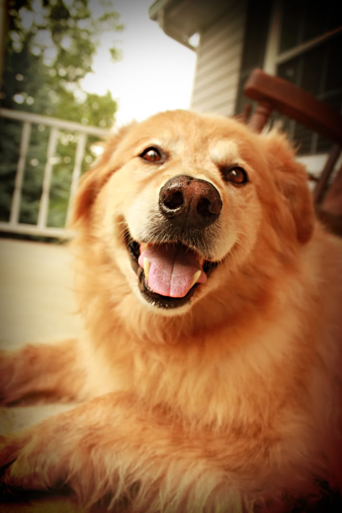 Critter of the Week – Ginger the Golden