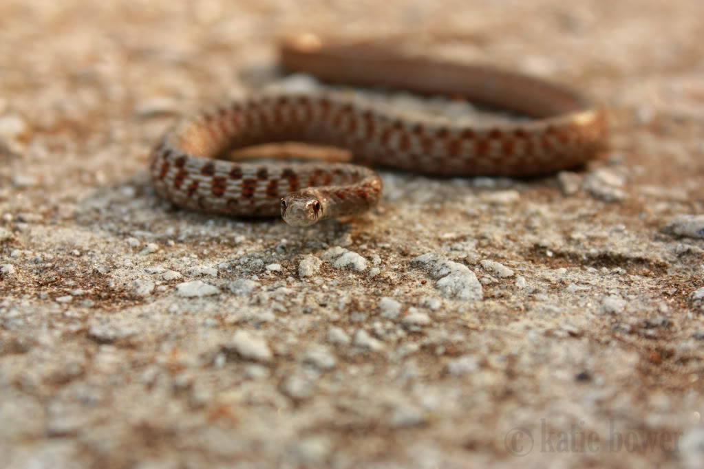 Critter of the Week – Snakey poo