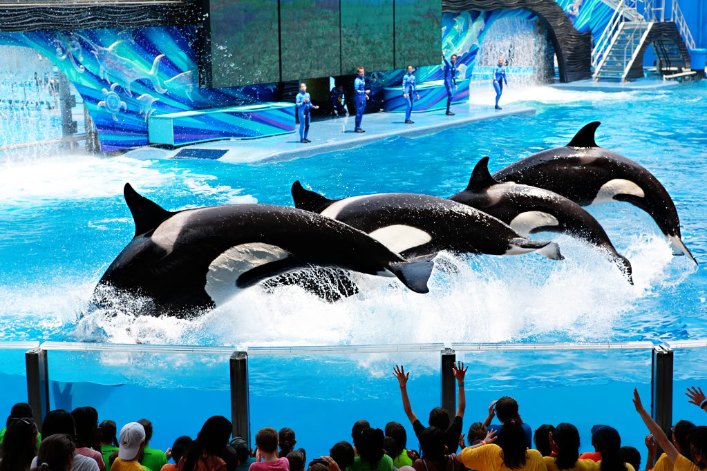 Sea World - Travel Journal - Bower Power